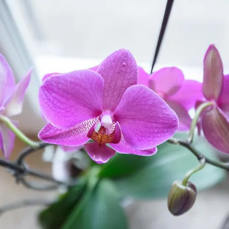 Dumalux Velvet アパート スボティツァ